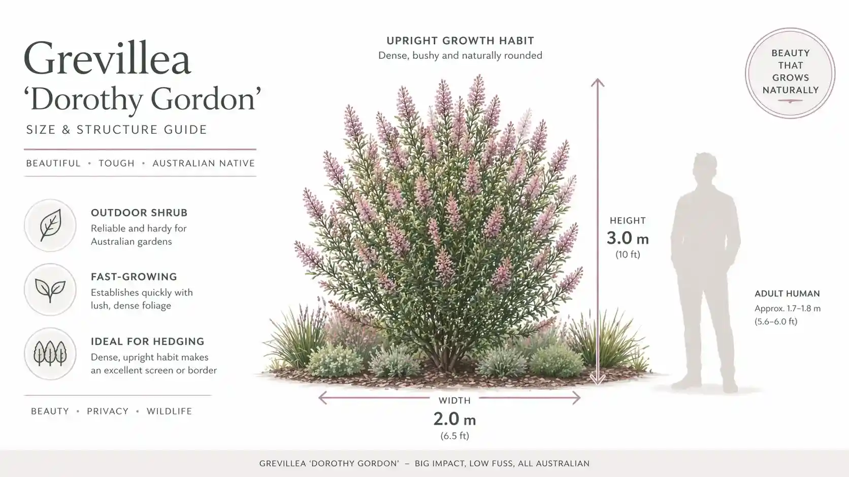 grevillea dorothy gordon