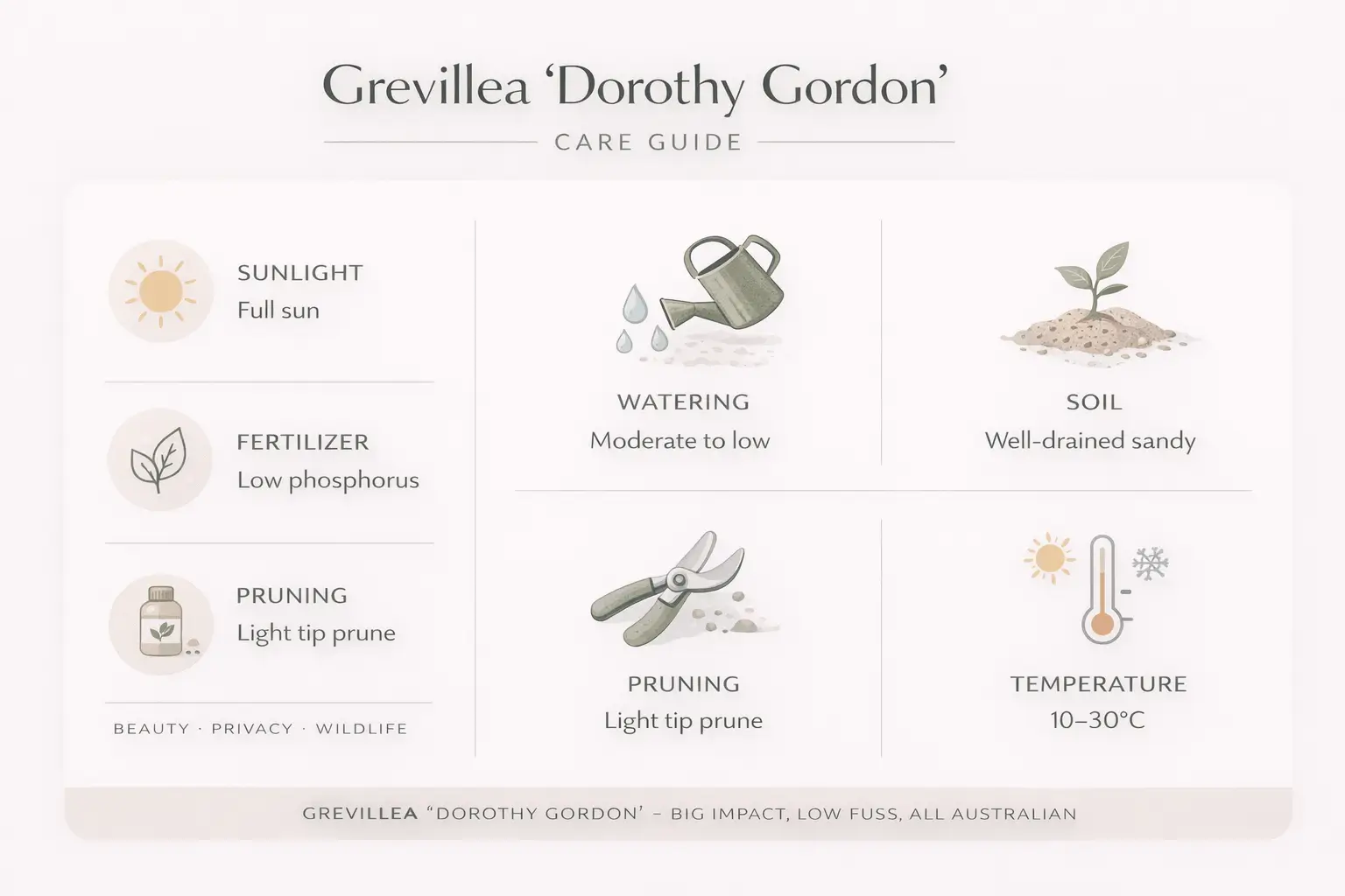 grevillea dorothy gordon