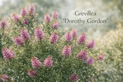 grevillea dorothy gordon