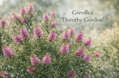 grevillea dorothy gordon