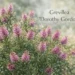 grevillea dorothy gordon