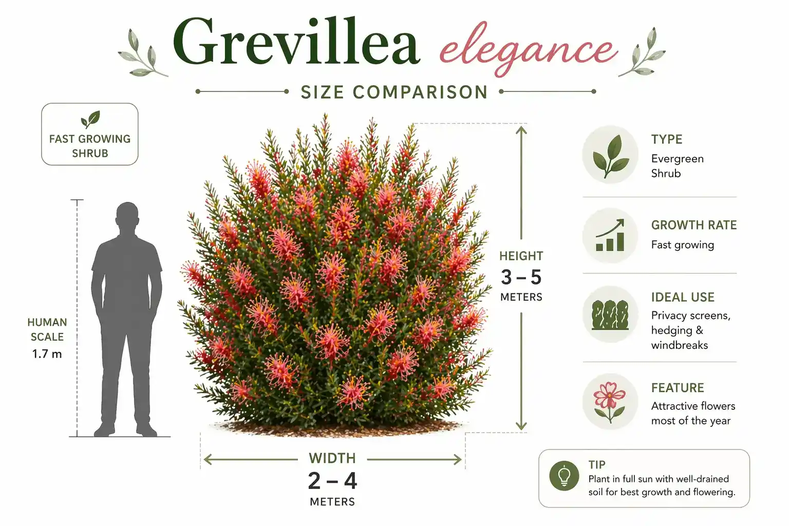 grevillea elegance