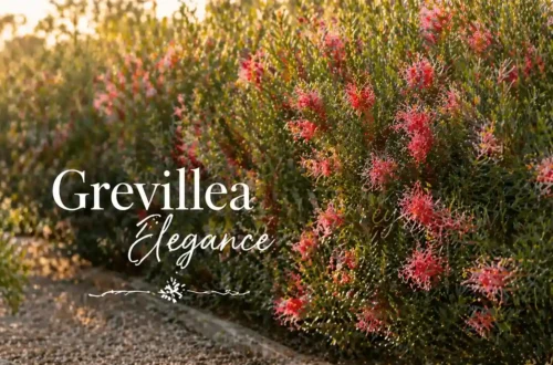 grevillea elegance