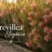 grevillea elegance