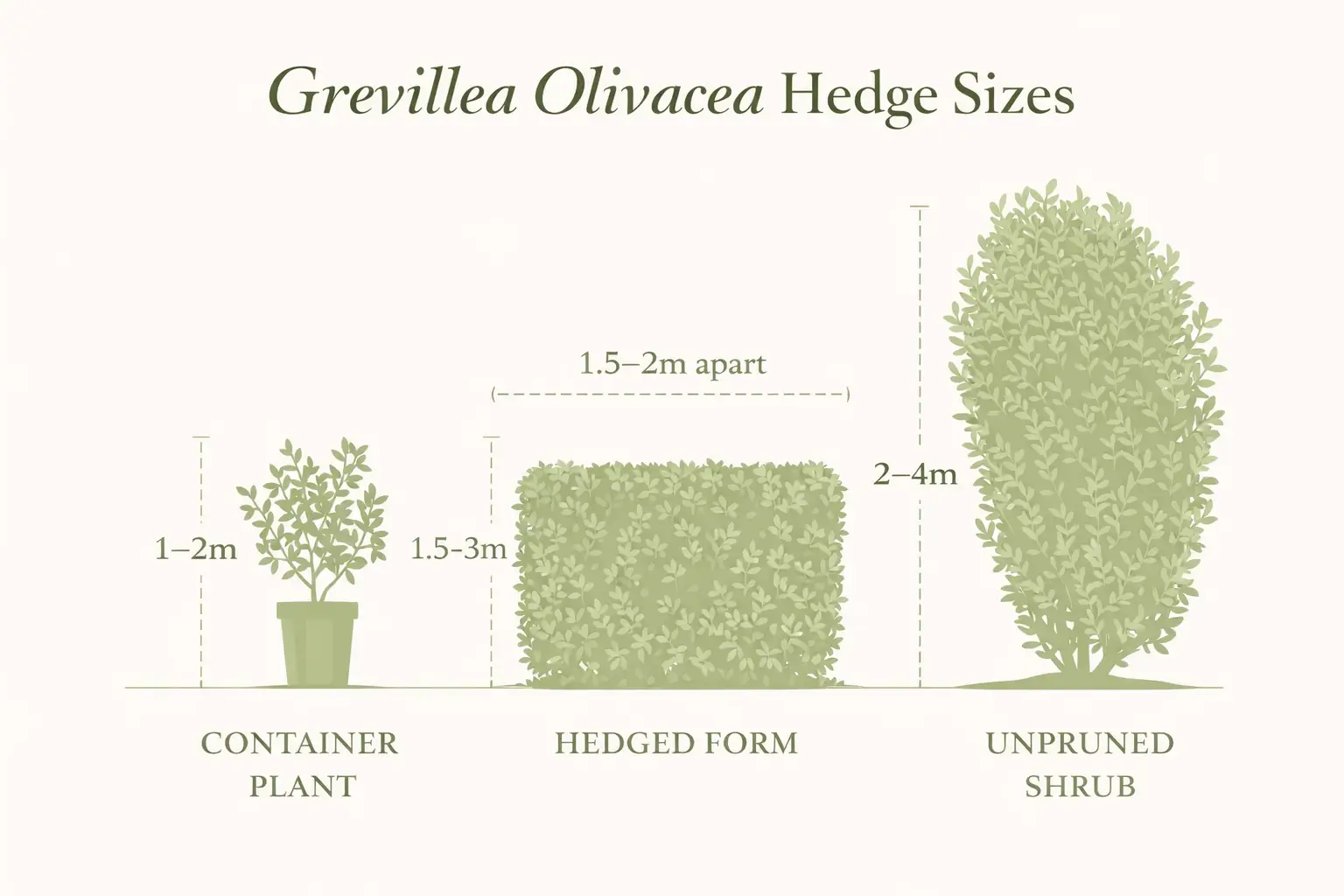 grevillea olivacea hedge