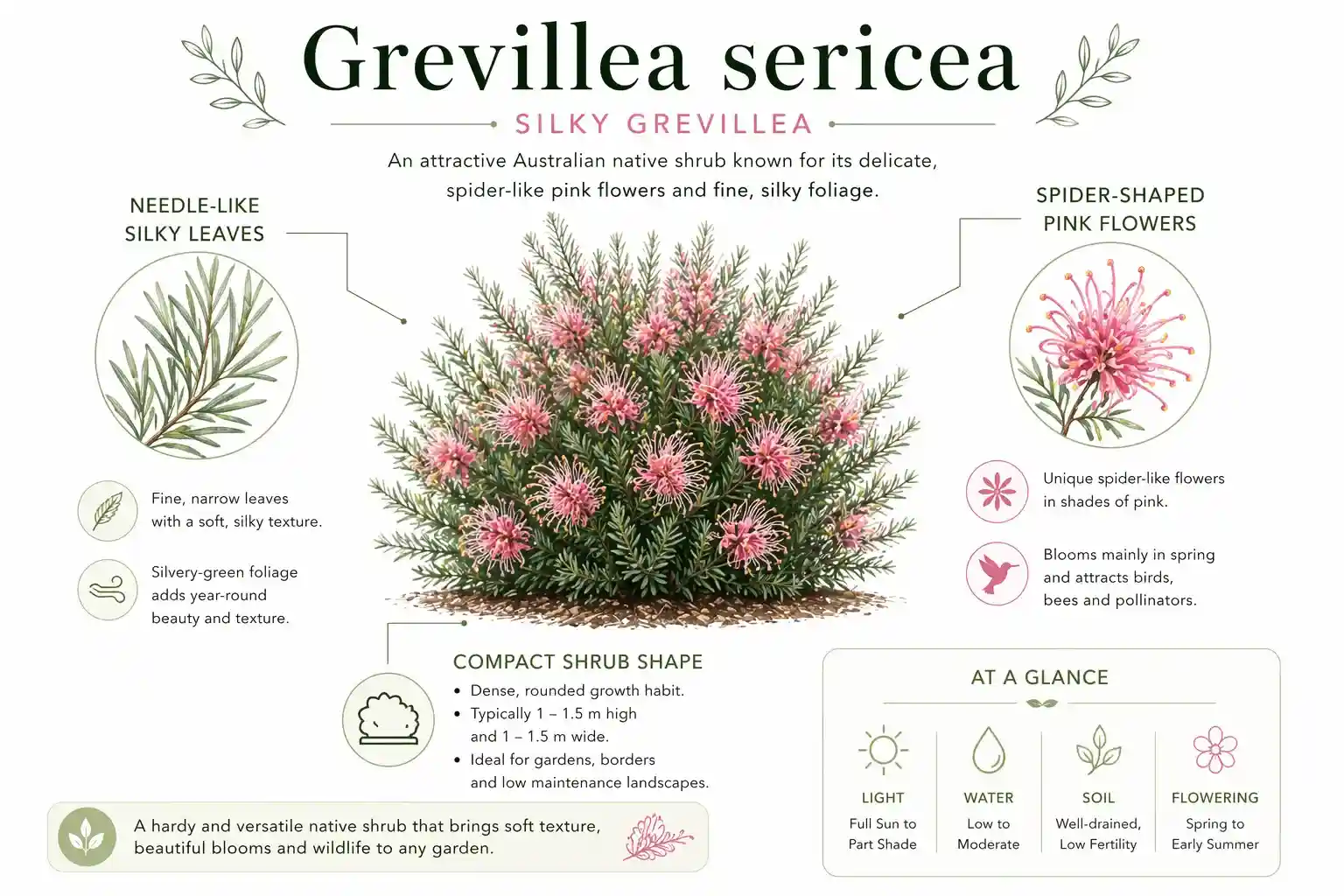 grevillea sericea