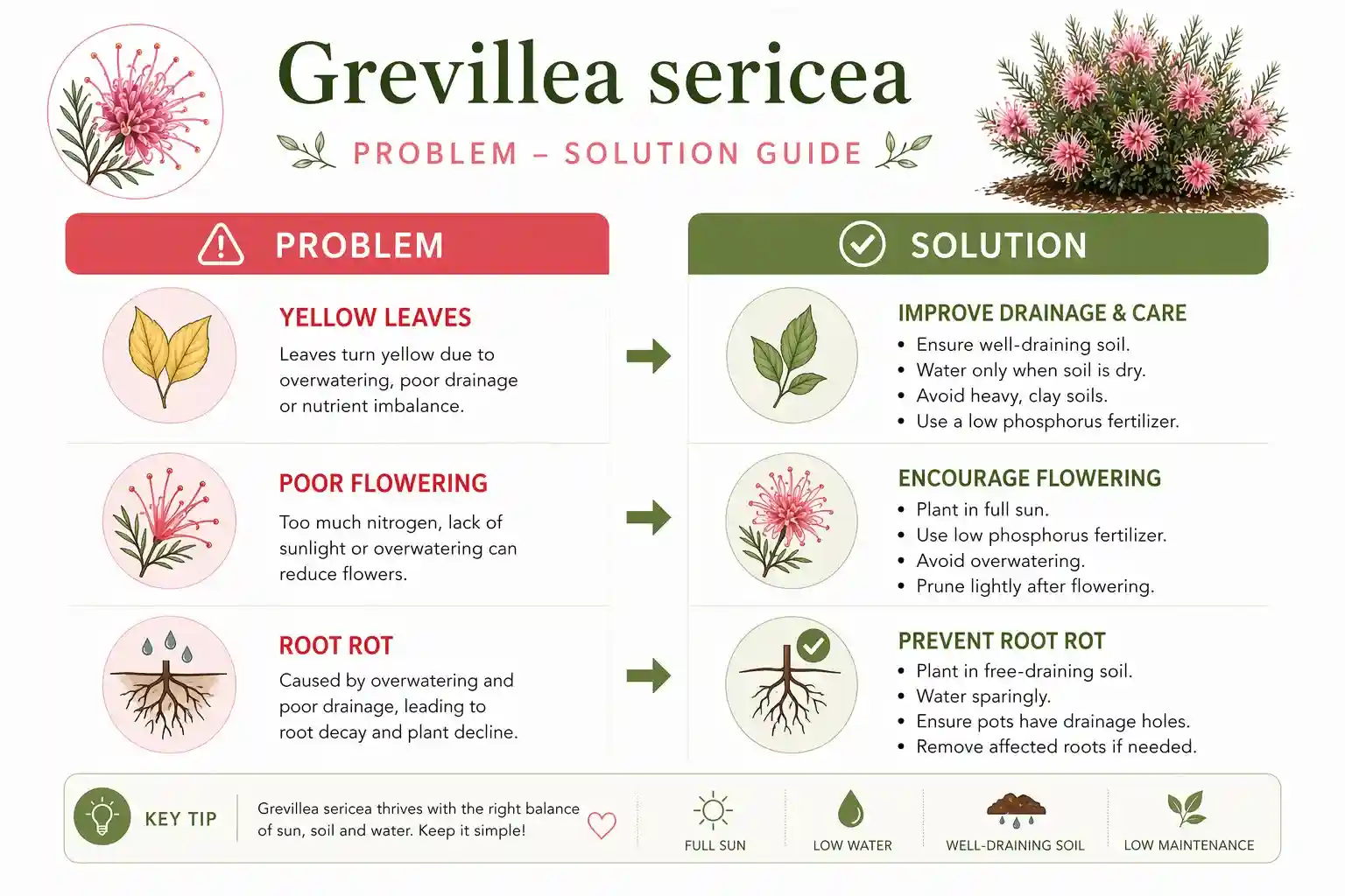 grevillea sericea