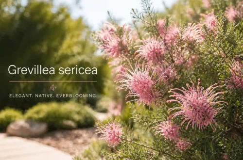 grevillea sericea