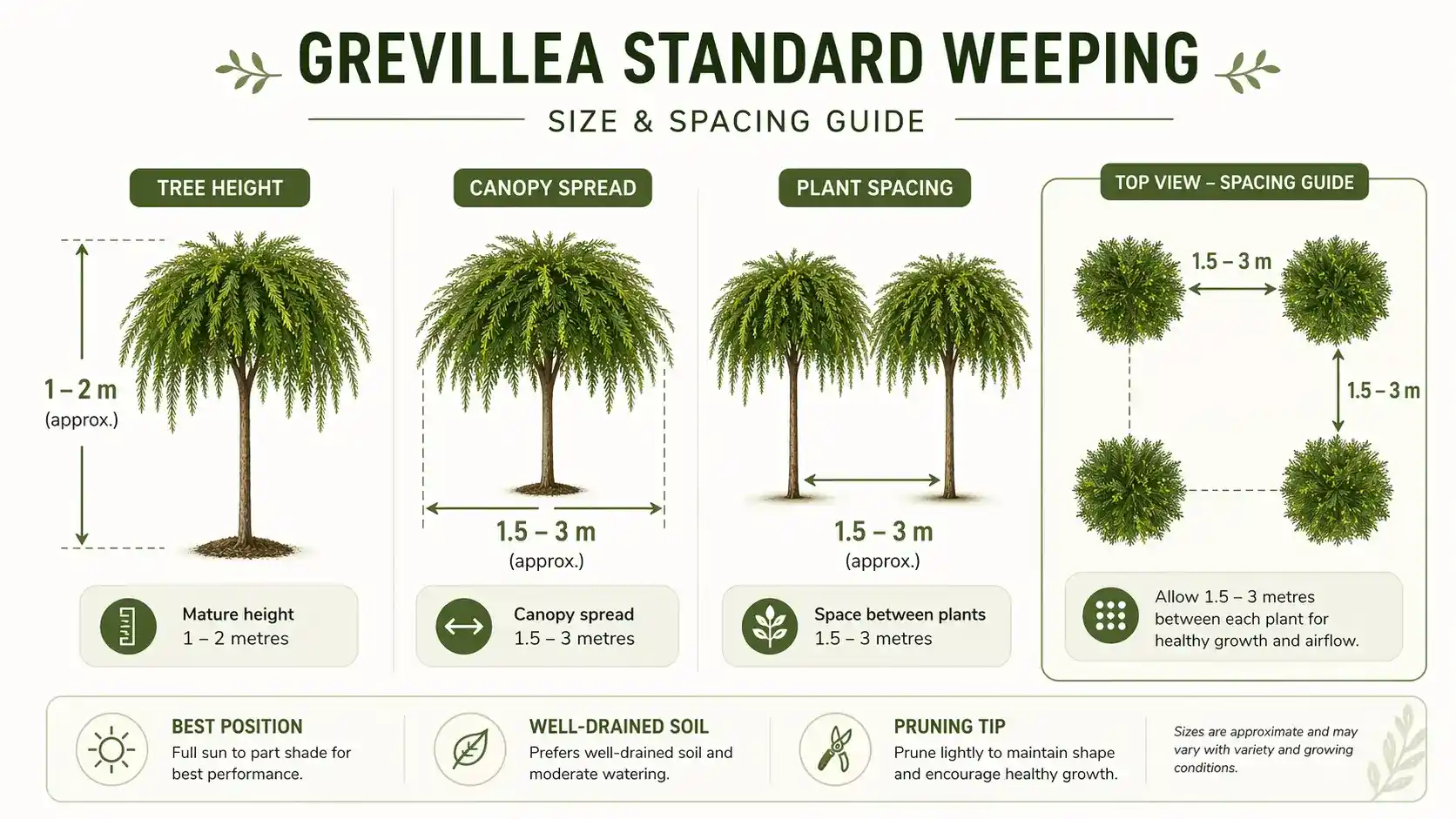 grevillea standard weeping