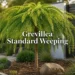 grevillea standard weeping