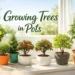 growing trees in pots