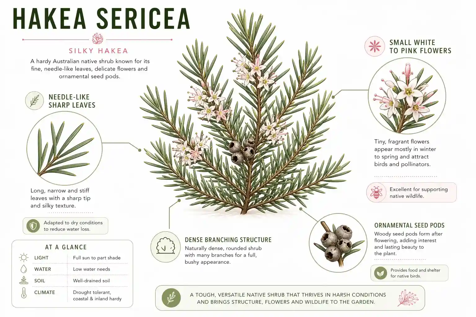 hakea sericea