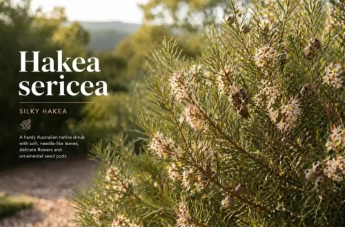hakea sericea