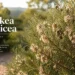 hakea sericea
