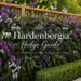 hardenbergia hedge