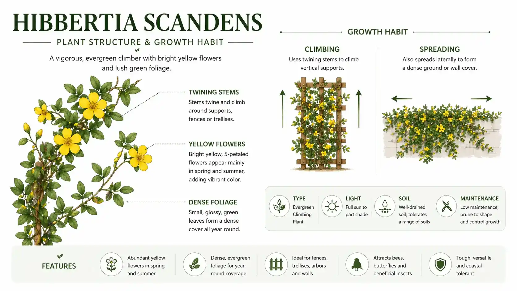 hibbertia scandens trellis