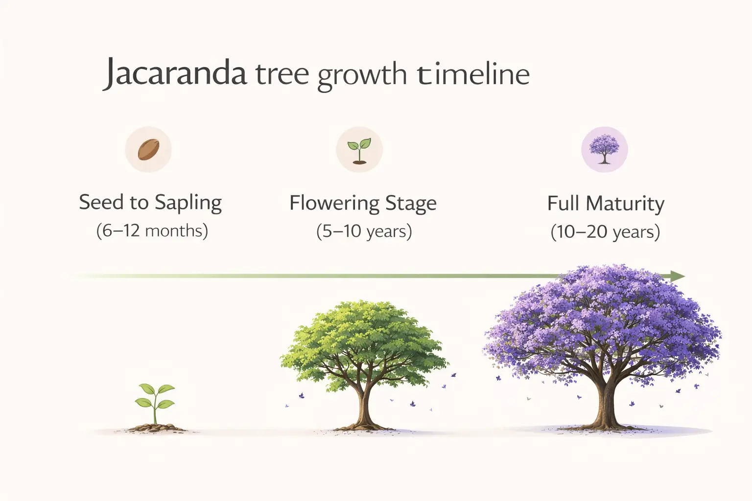jacaranda growth rate