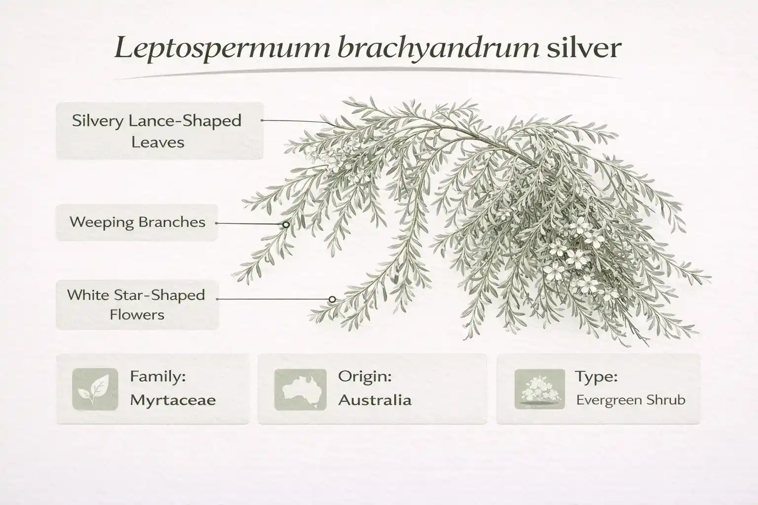 leptospermum brachyandrum silver