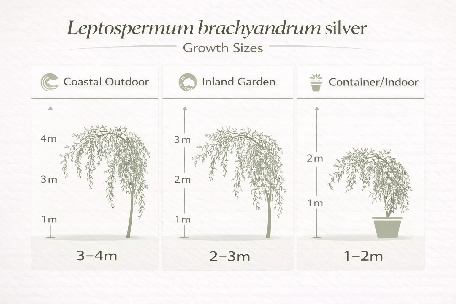 leptospermum brachyandrum silver