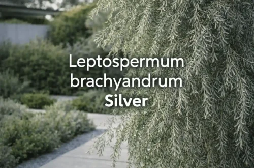 leptospermum brachyandrum silver