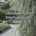 leptospermum brachyandrum silver