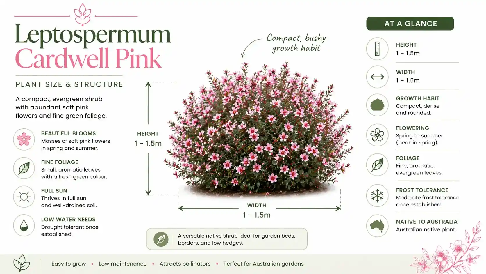 leptospermum cardwell pink