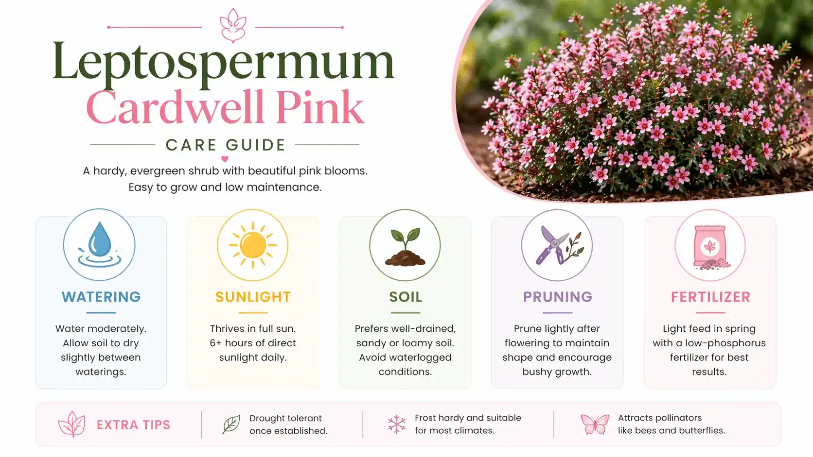 leptospermum cardwell pink