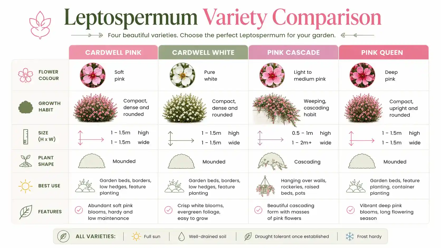 leptospermum cardwell pink