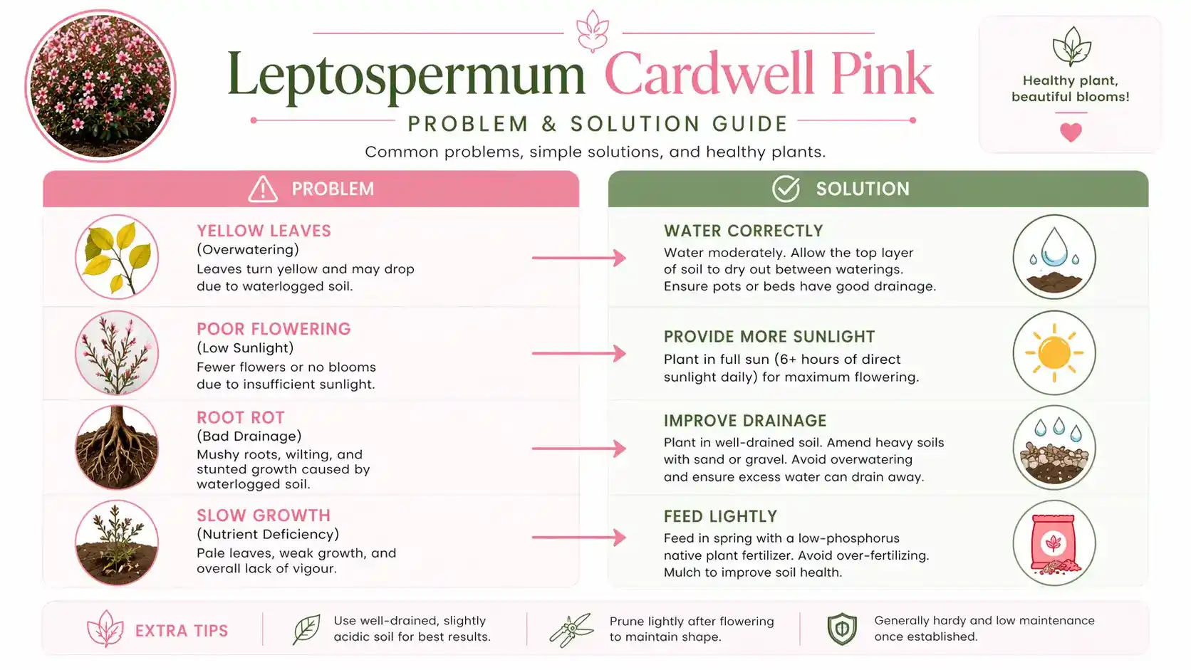 leptospermum cardwell pink