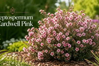 leptospermum cardwell pink