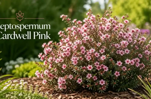leptospermum cardwell pink
