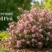 leptospermum cardwell pink
