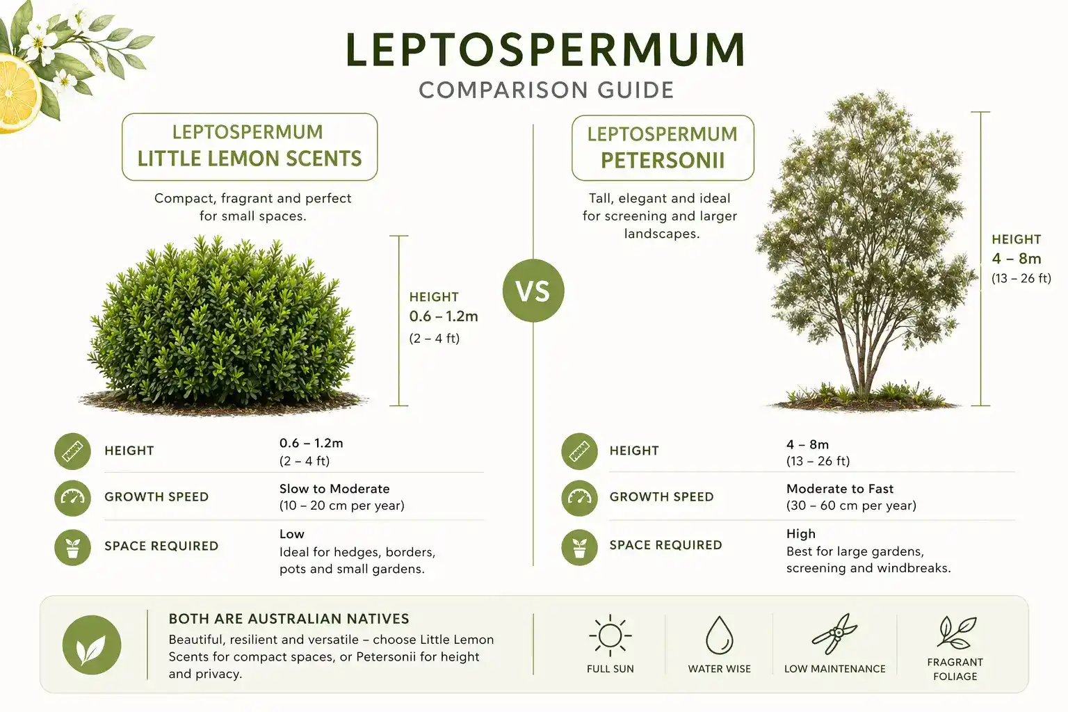 leptospermum little lemon scents