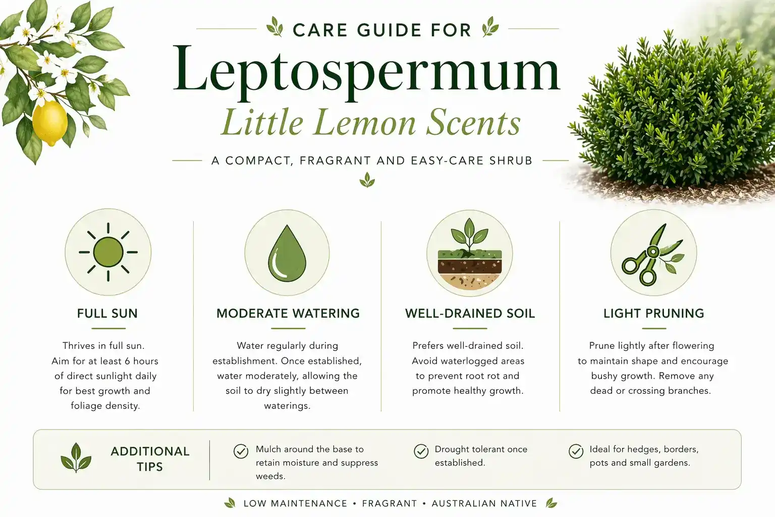 leptospermum little lemon scents