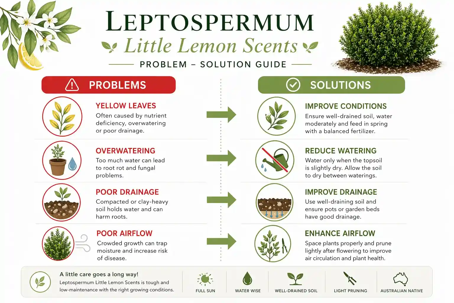 leptospermum little lemon scents