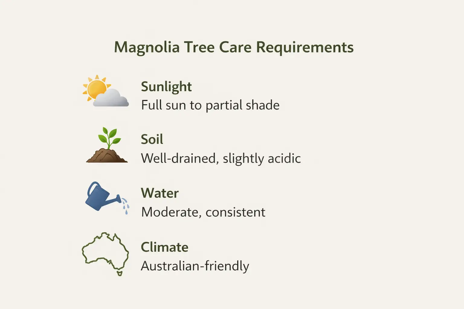 magnolia screening trees