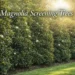 magnolia screening trees