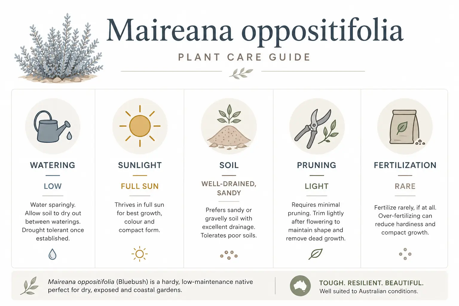maireana oppositifolia