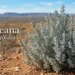 maireana oppositifolia