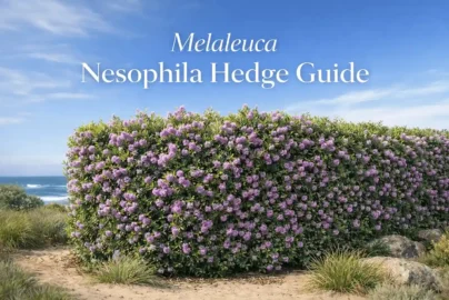 melaleuca nesophila hedge