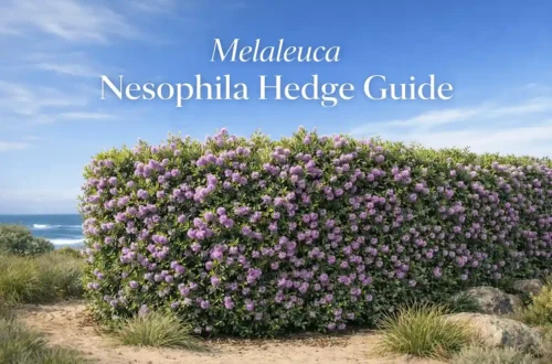 melaleuca nesophila hedge