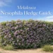 melaleuca nesophila hedge
