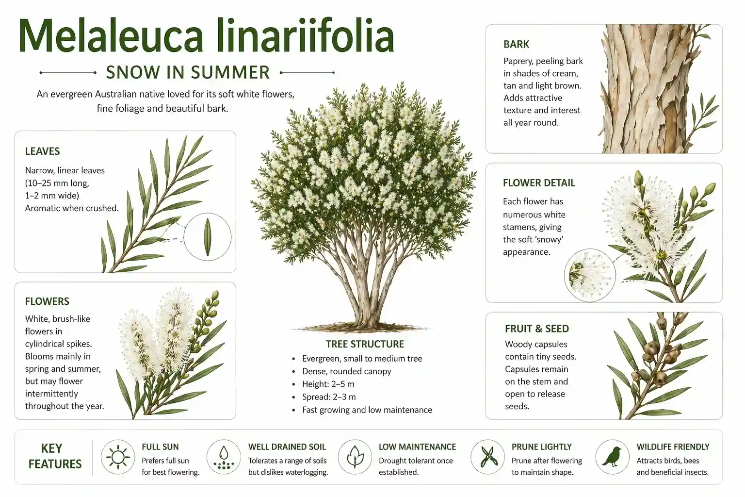 melaleuca snow in summer