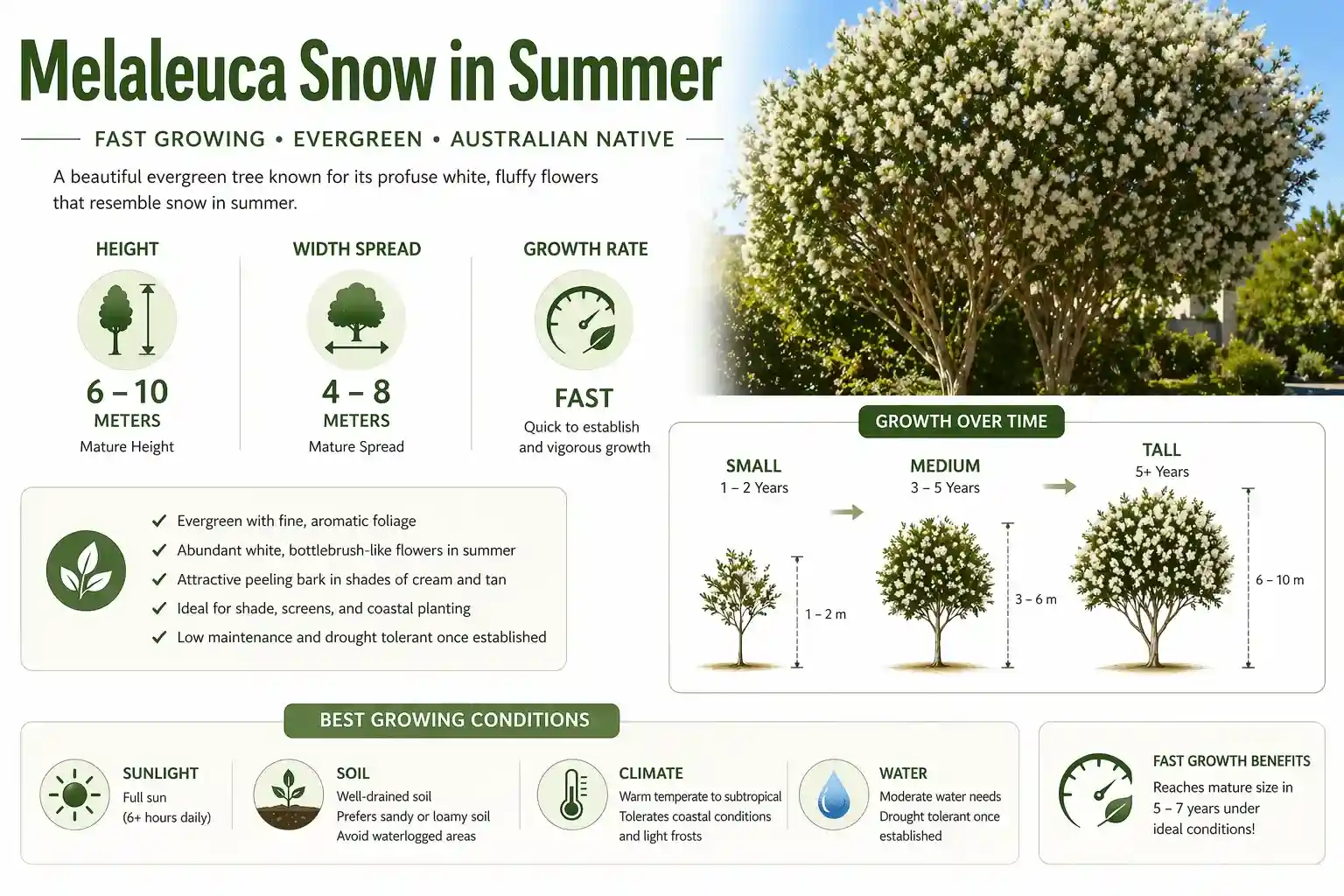 melaleuca snow in summer