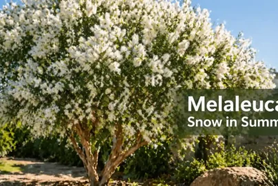 melaleuca snow in summer