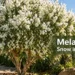 melaleuca snow in summer