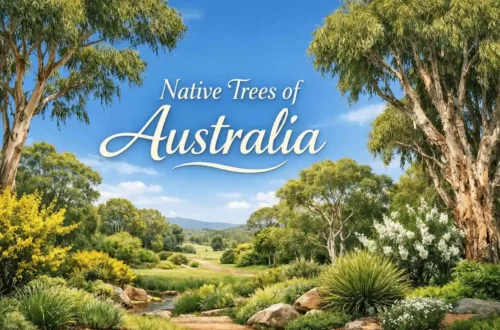 native trees of australia