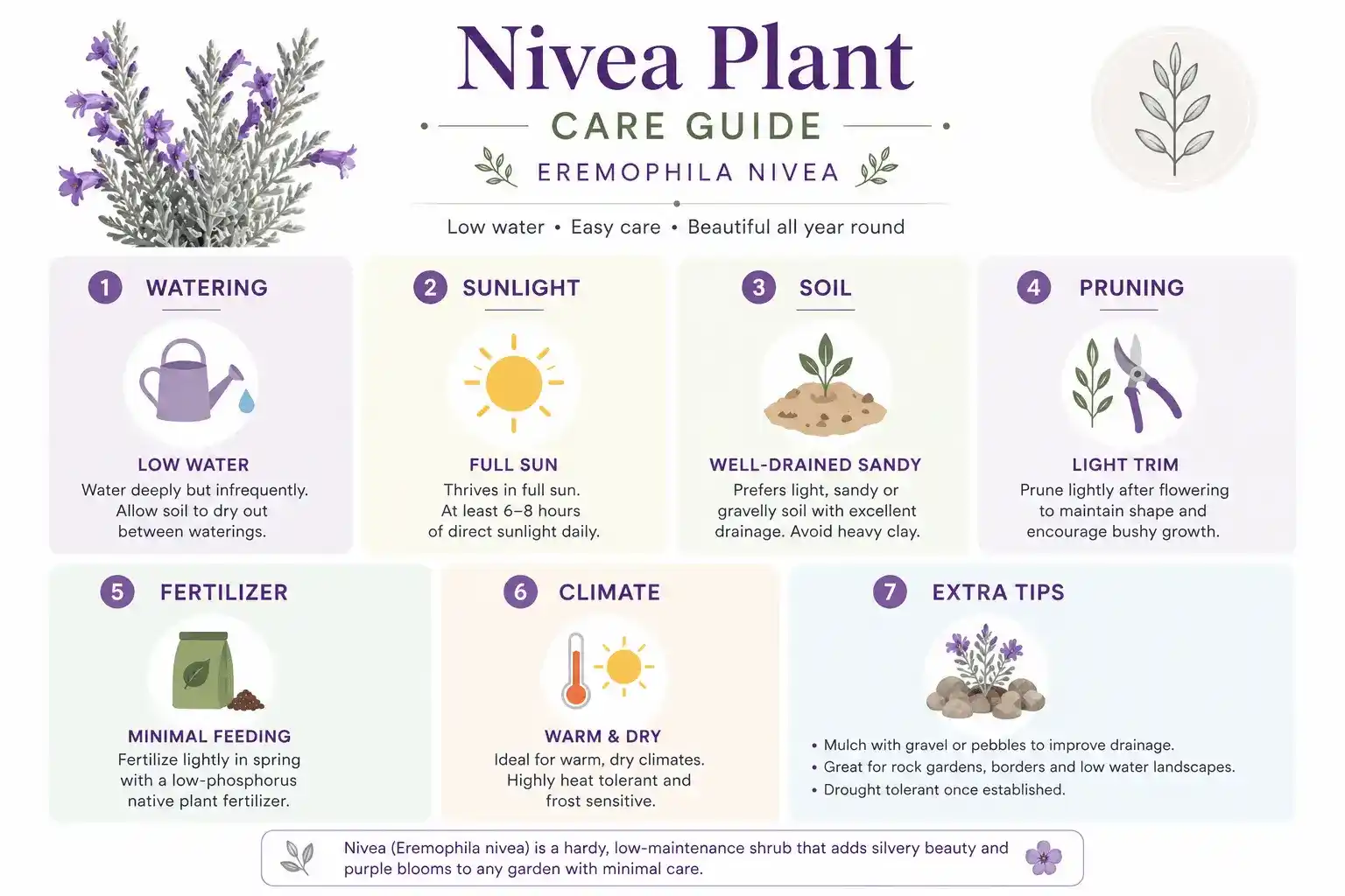 nivea plant