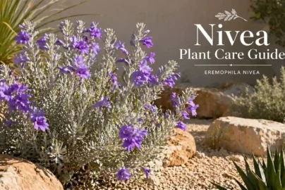 nivea plant
