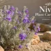 nivea plant